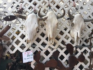 cow skulls