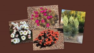 cactus collage